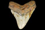 Fossil Megalodon Tooth - North Carolina #124638-1